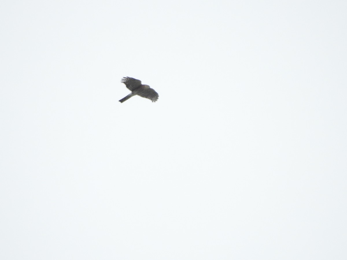 Sharp-shinned Hawk - ML643786884