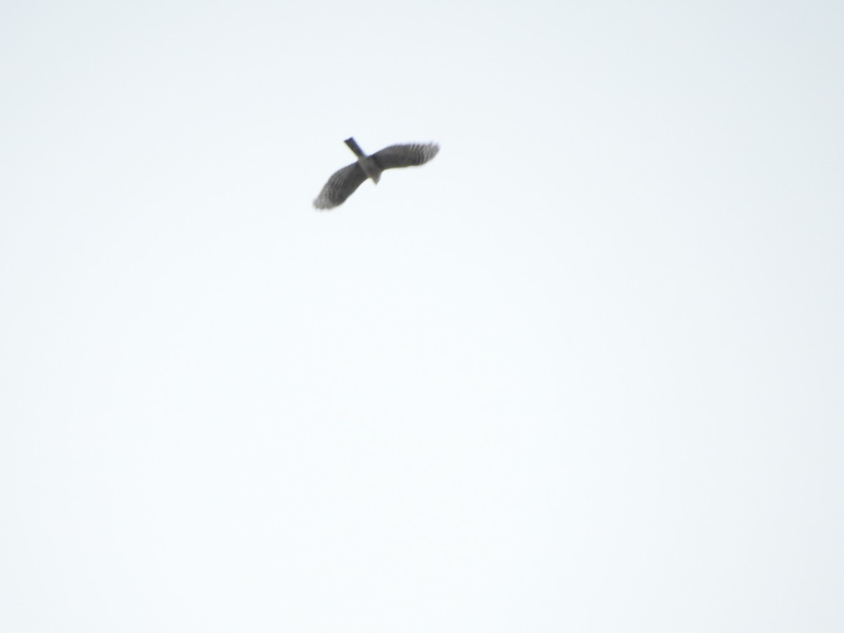 Sharp-shinned Hawk - ML643786885