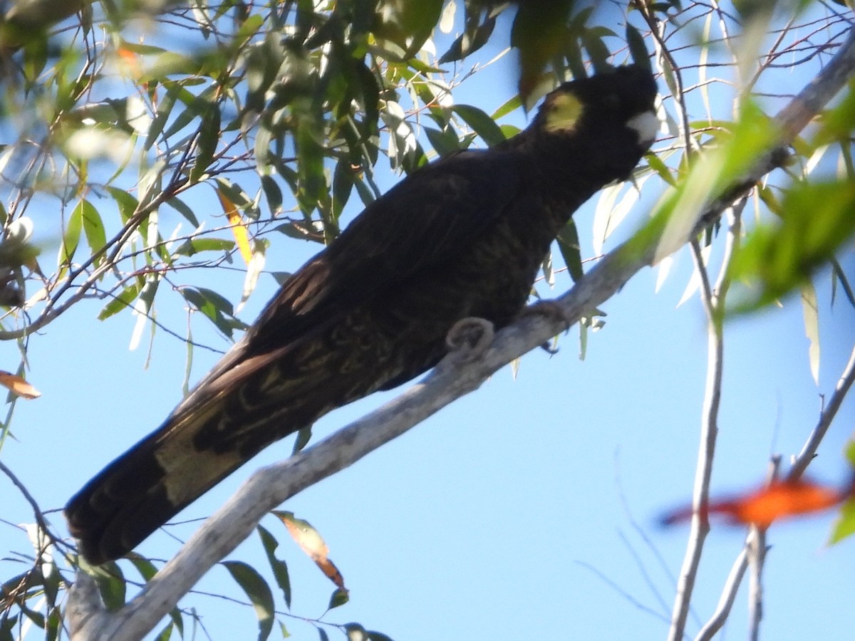 gulhalekakadu - ML643786896