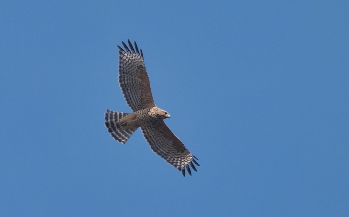 Red-shouldered Hawk (elegans) - ML643786902