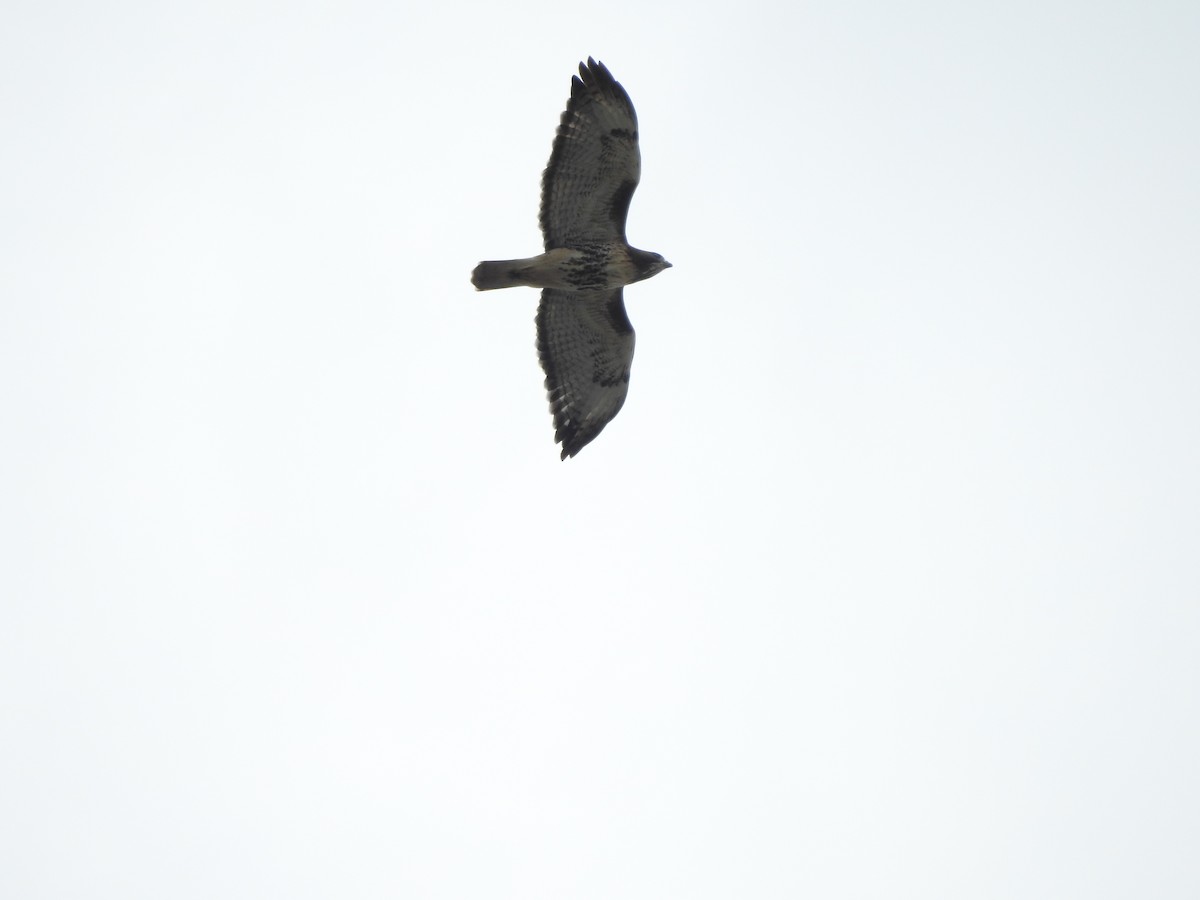 Red-tailed Hawk - ML643786909