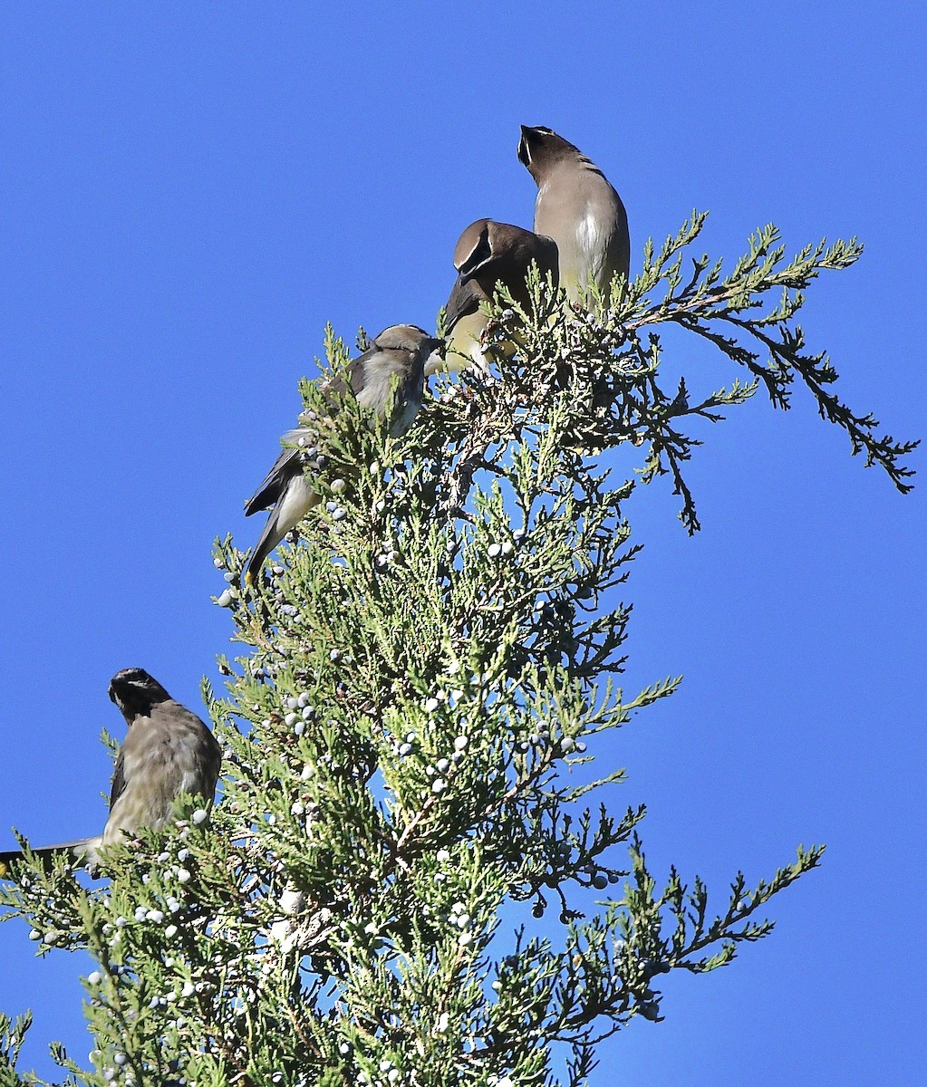Cedar Waxwing - ML643786912