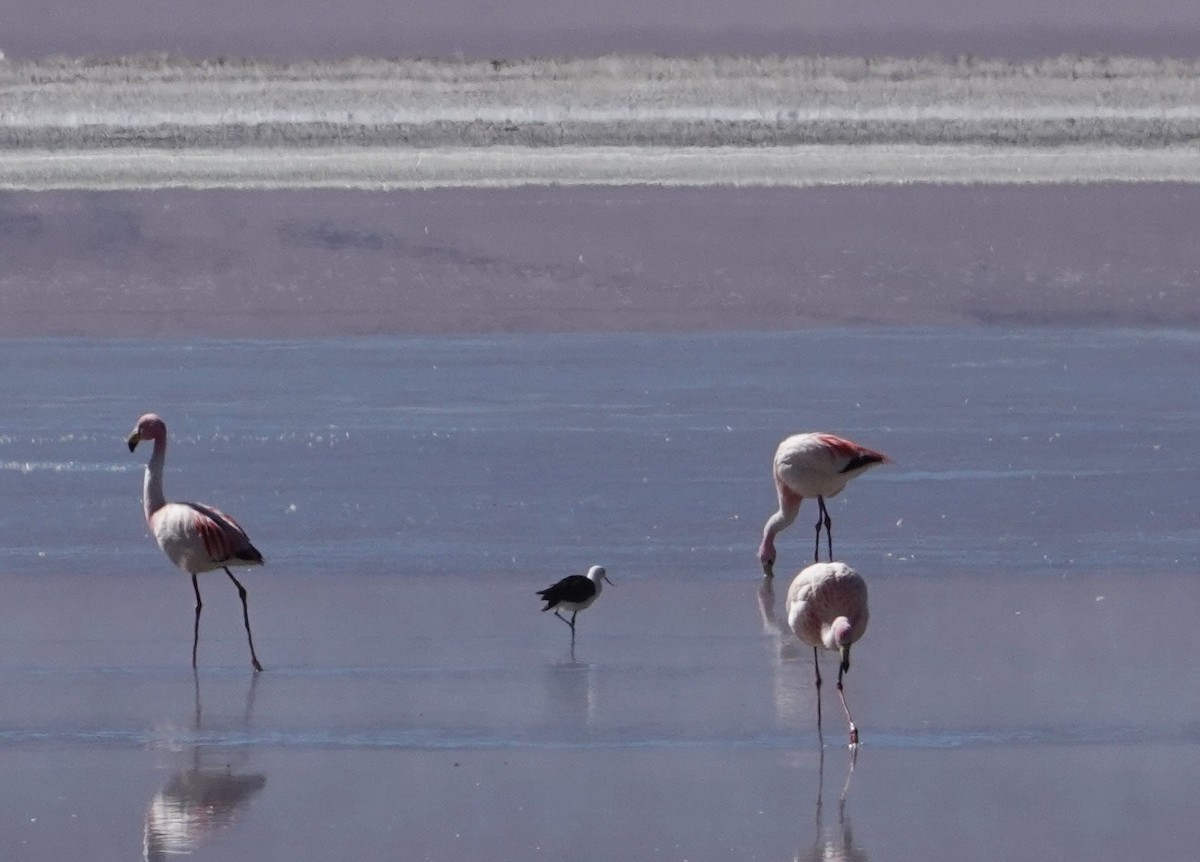 Чоботар гірський - ML643786913