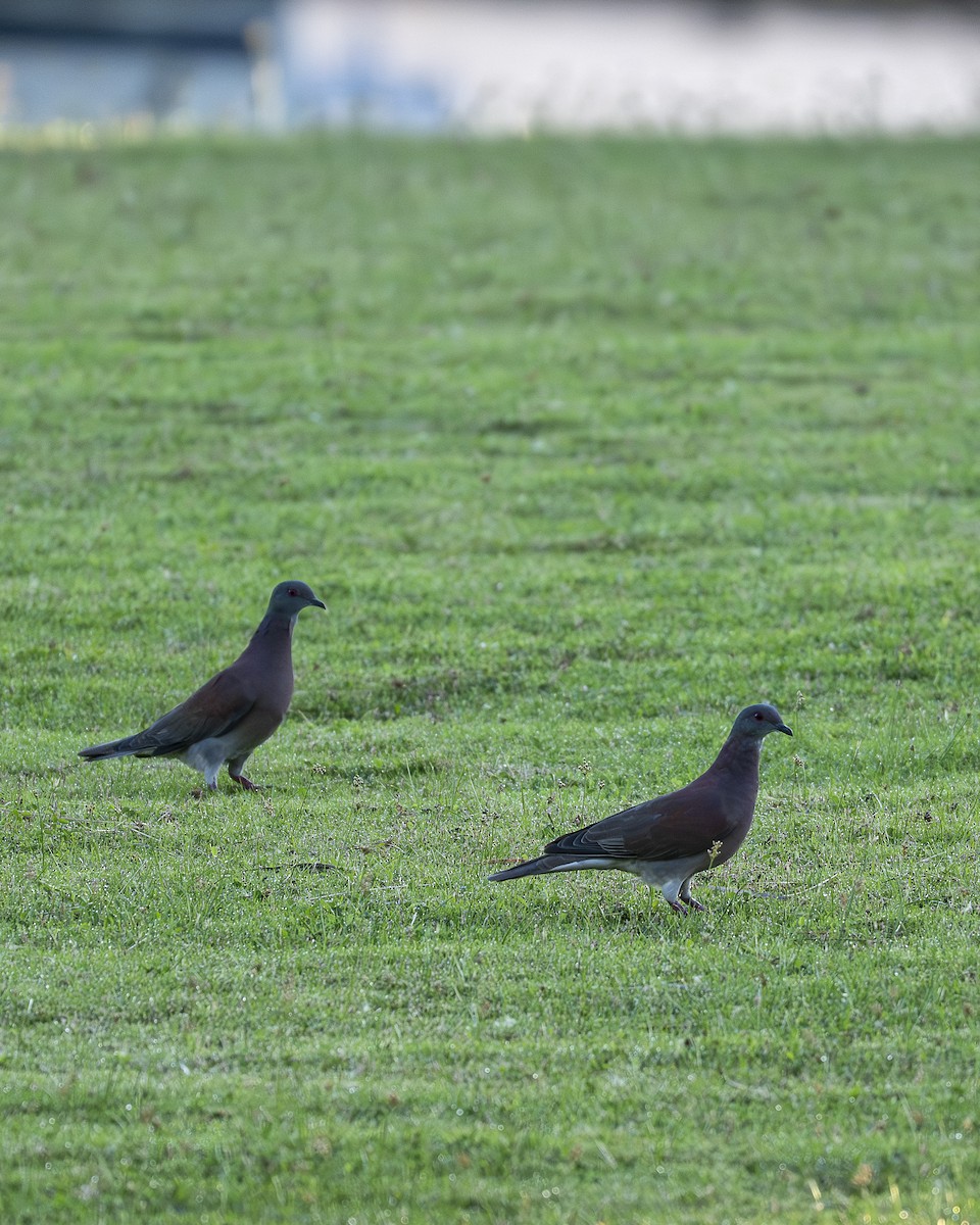 Pale-vented Pigeon - ML643786919