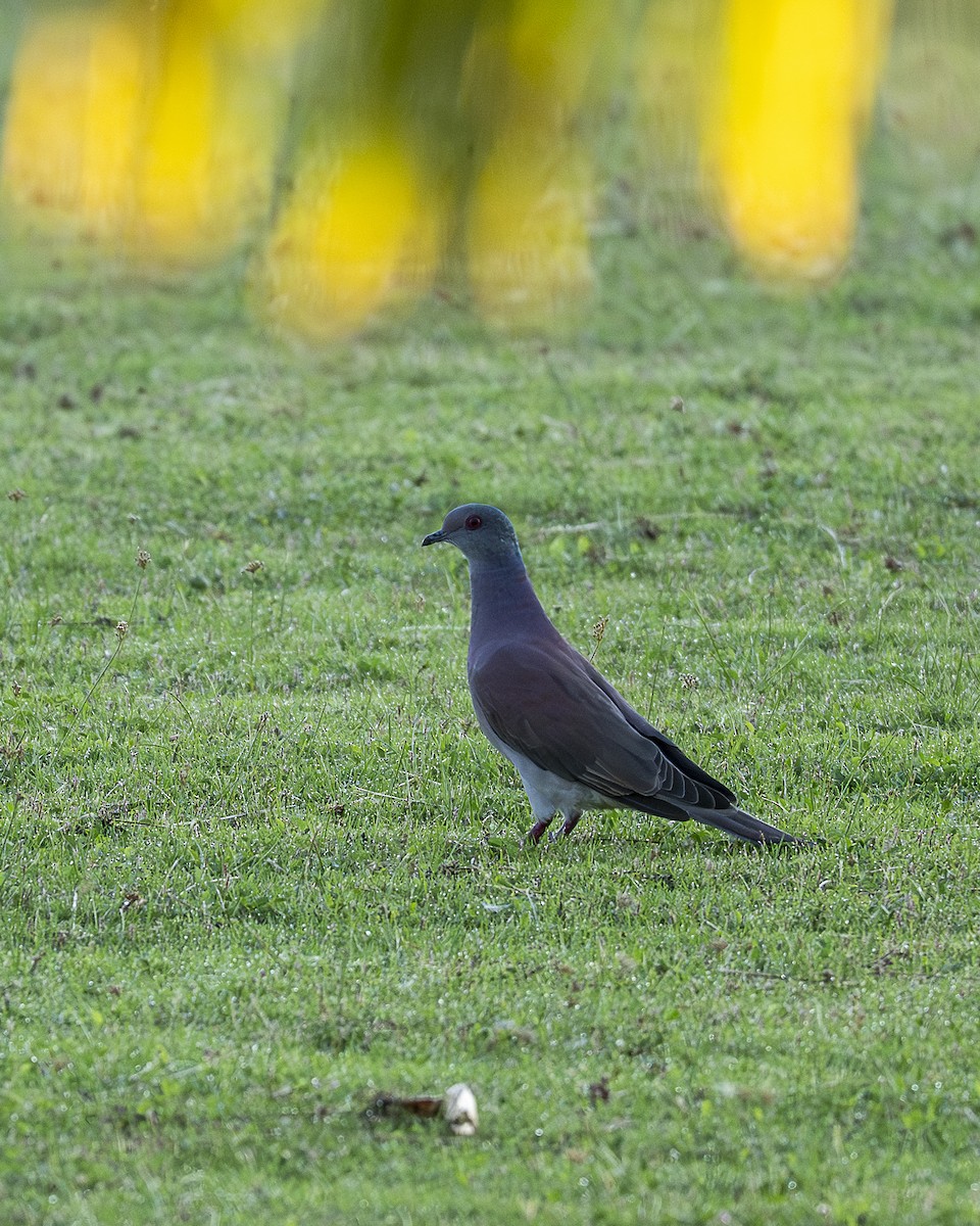 Pale-vented Pigeon - ML643786926