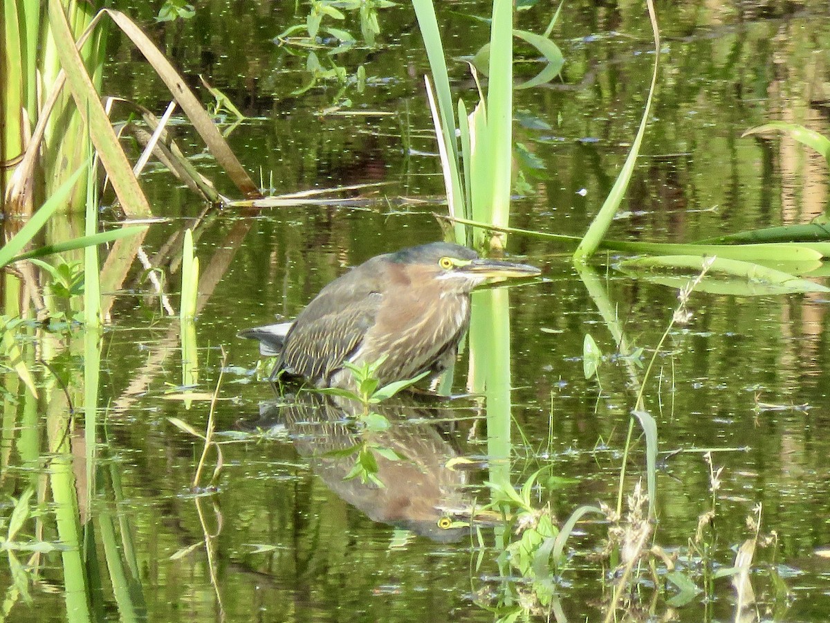 Green Heron - ML643786936