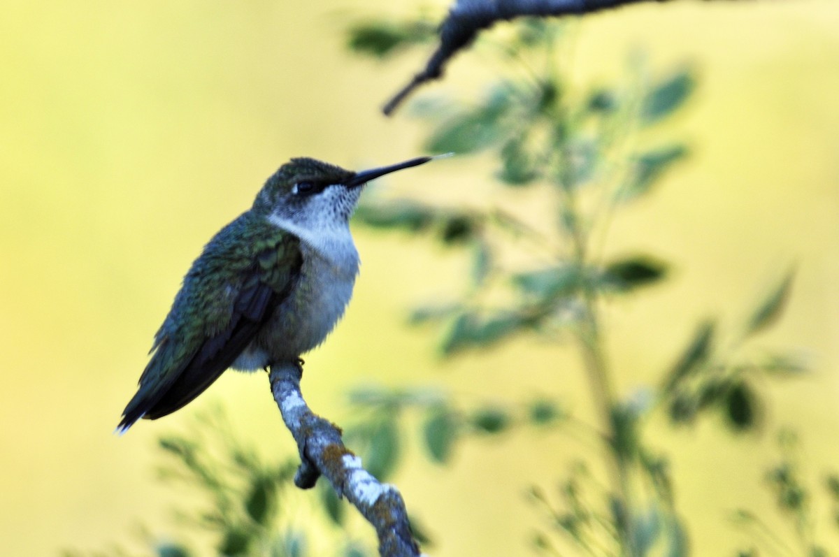 Ruby-throated/Black-chinned Hummingbird - ML643786943