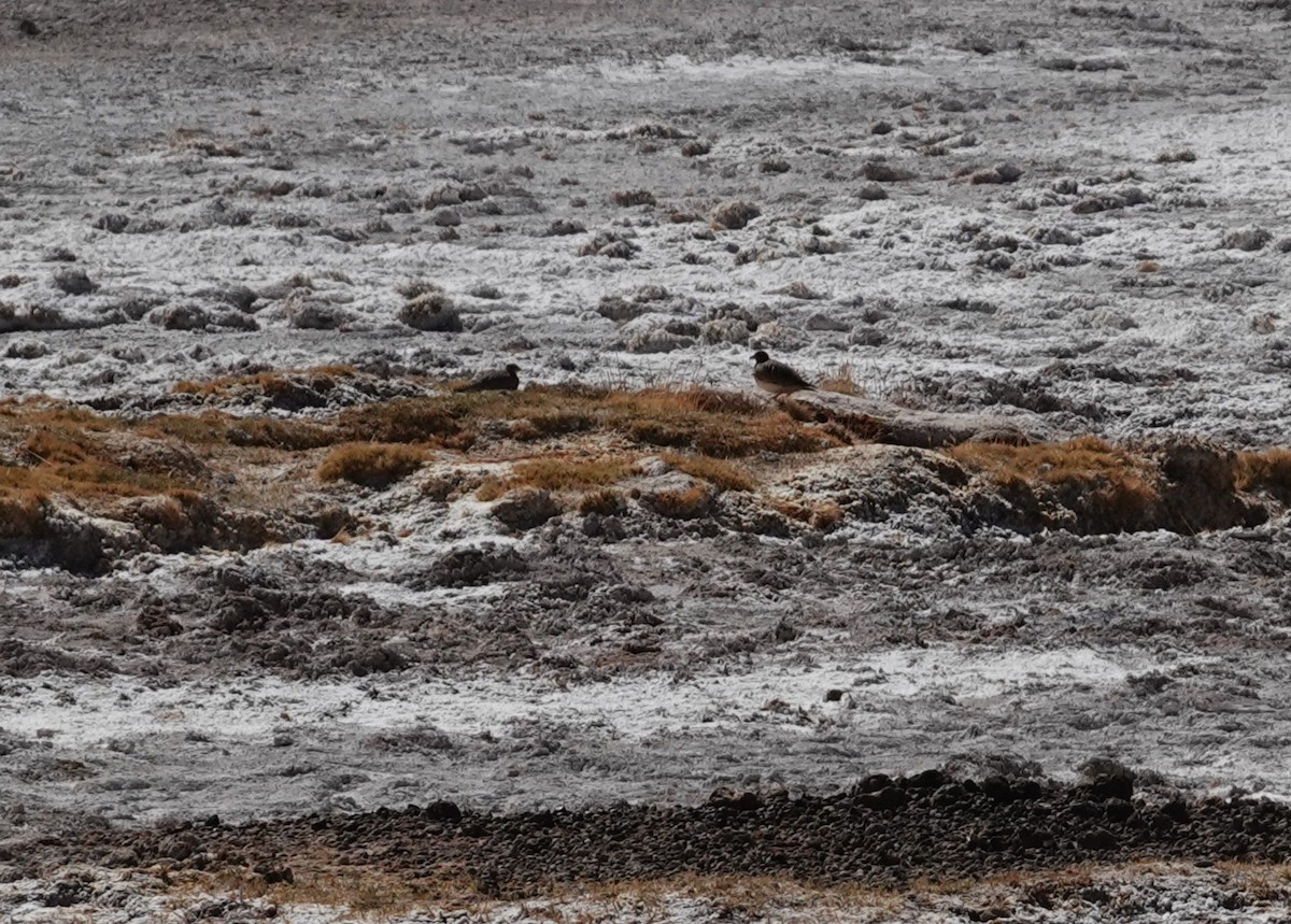 Gray-breasted Seedsnipe - ML643786964
