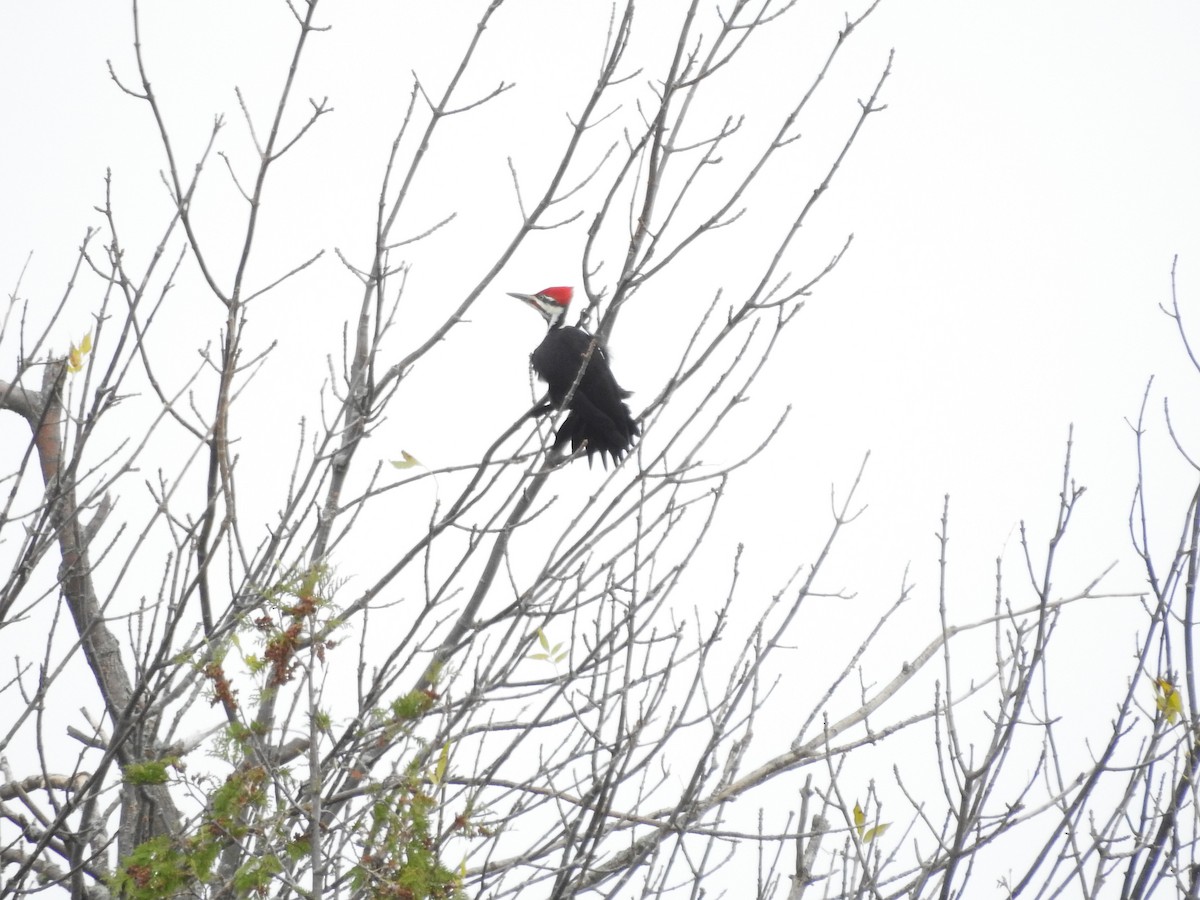 Pileated Woodpecker - ML643786972