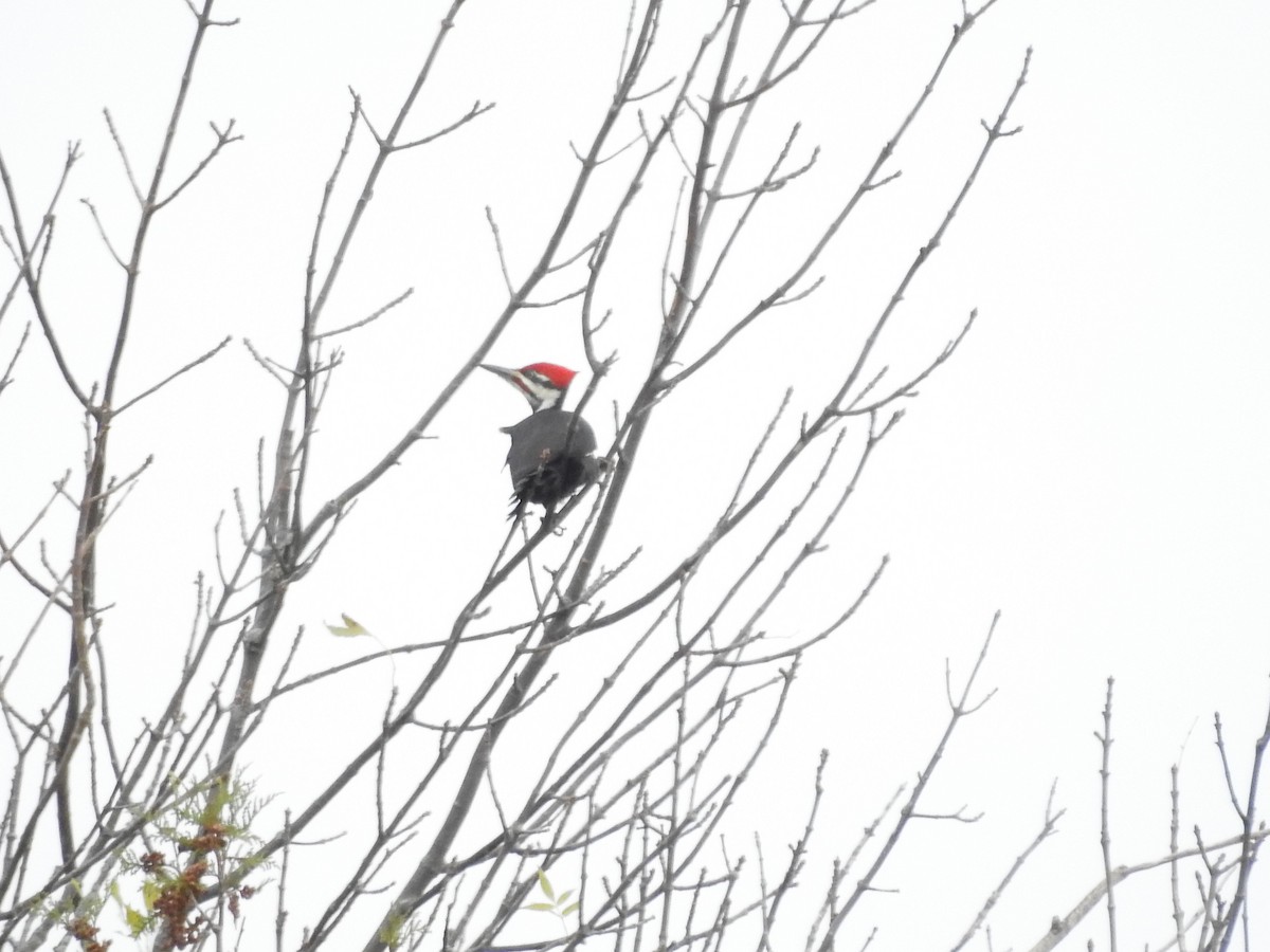 Pileated Woodpecker - ML643786975