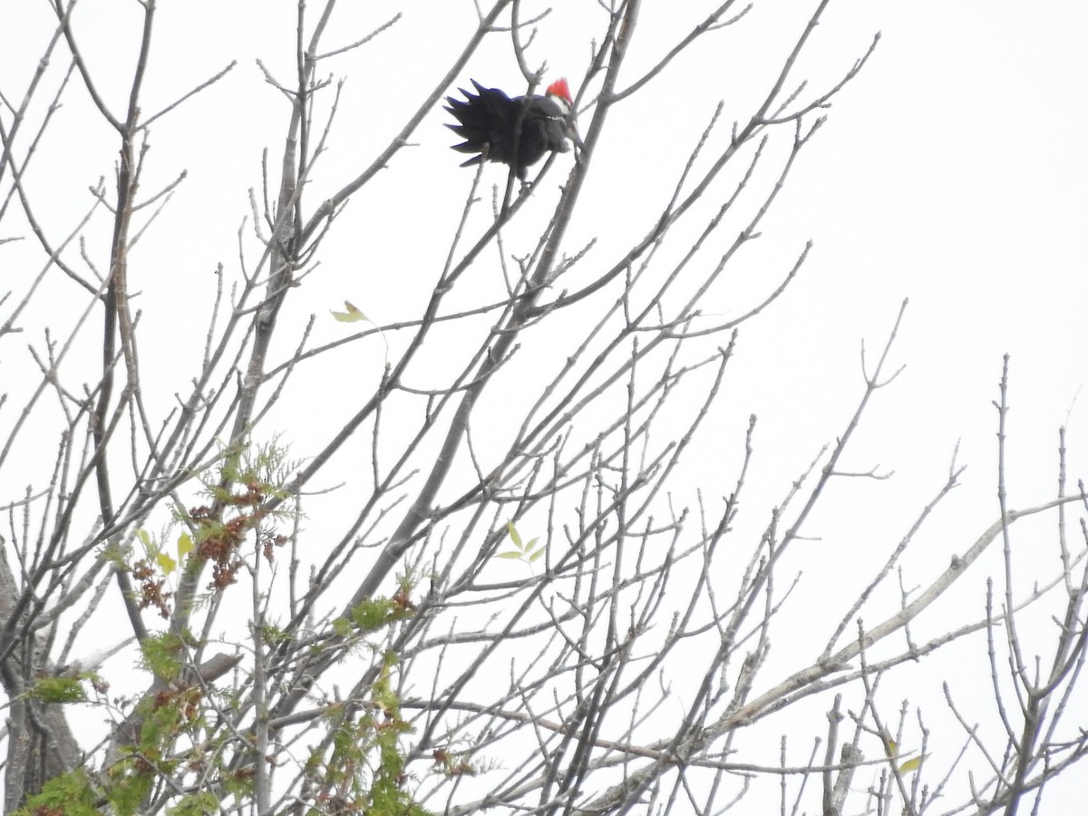 Pileated Woodpecker - ML643786976
