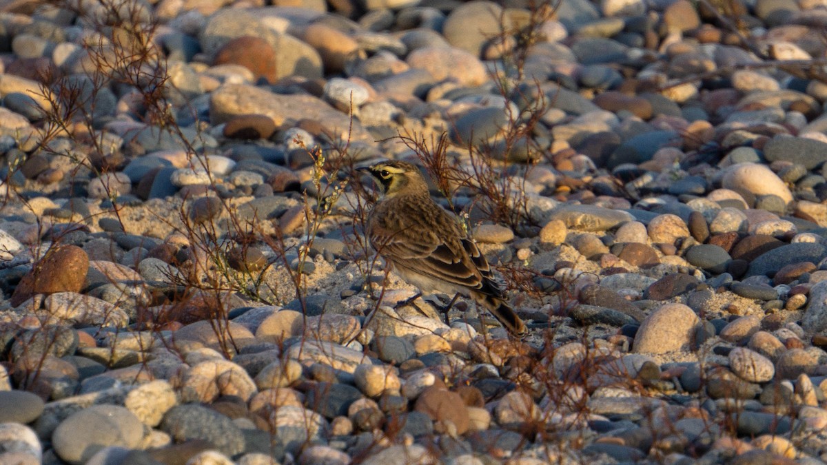 Horned Lark - ML643786990