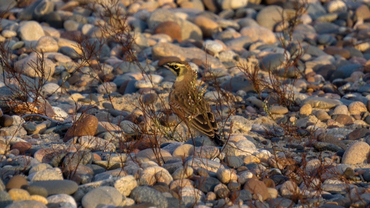 Horned Lark - ML643786991