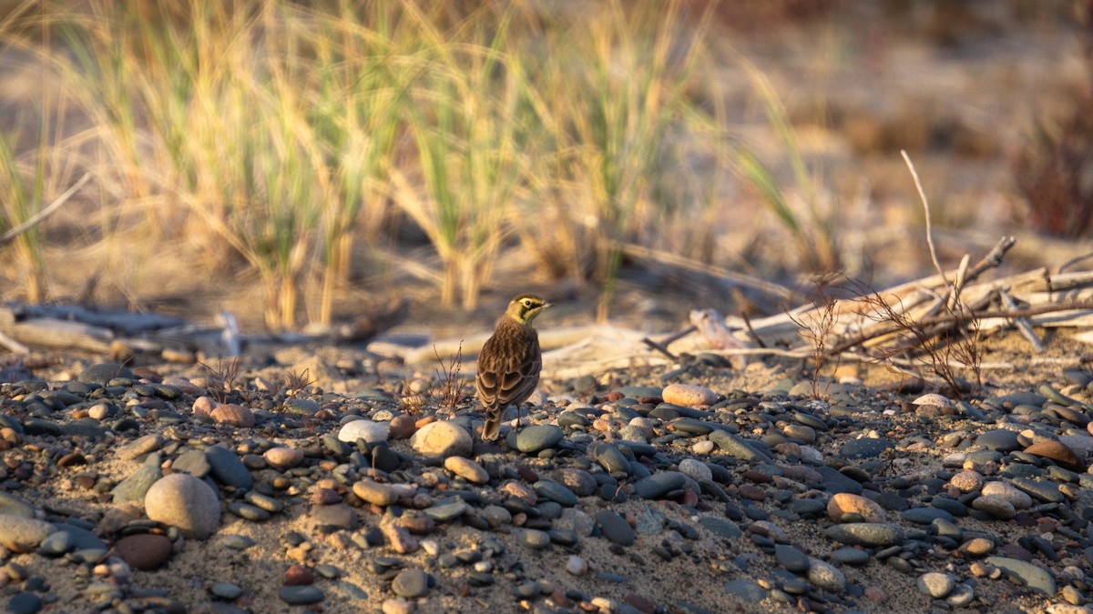 Horned Lark - ML643786992