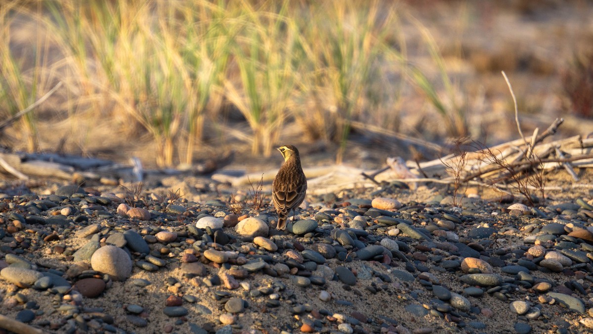 Horned Lark - ML643786993