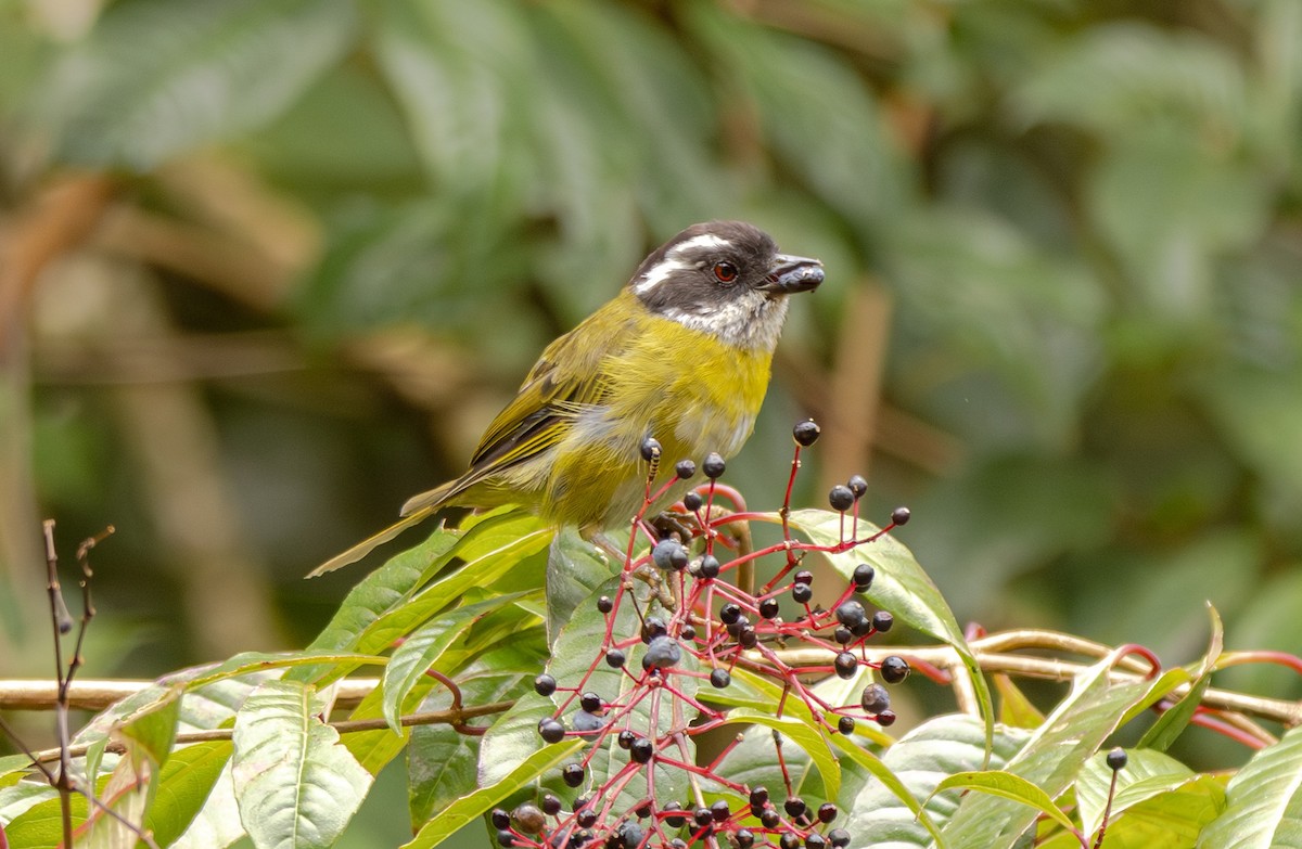 Sooty-capped Chlorospingus - ML643786994