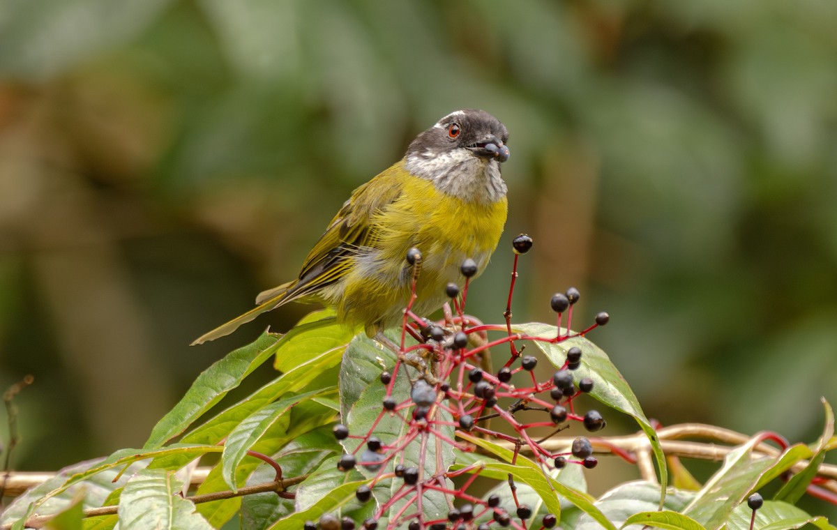 Sooty-capped Chlorospingus - ML643786995