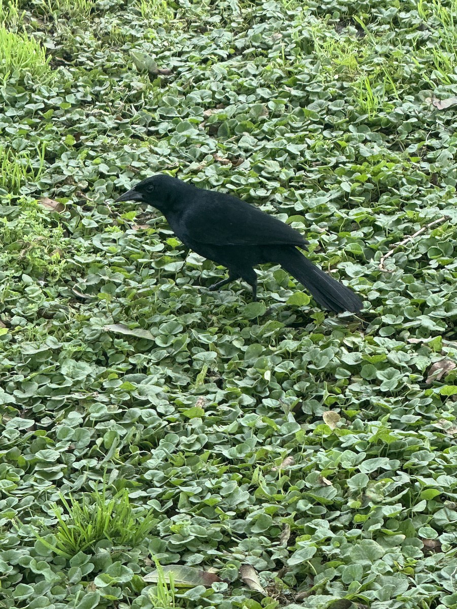 Scrub Blackbird - ML643786996