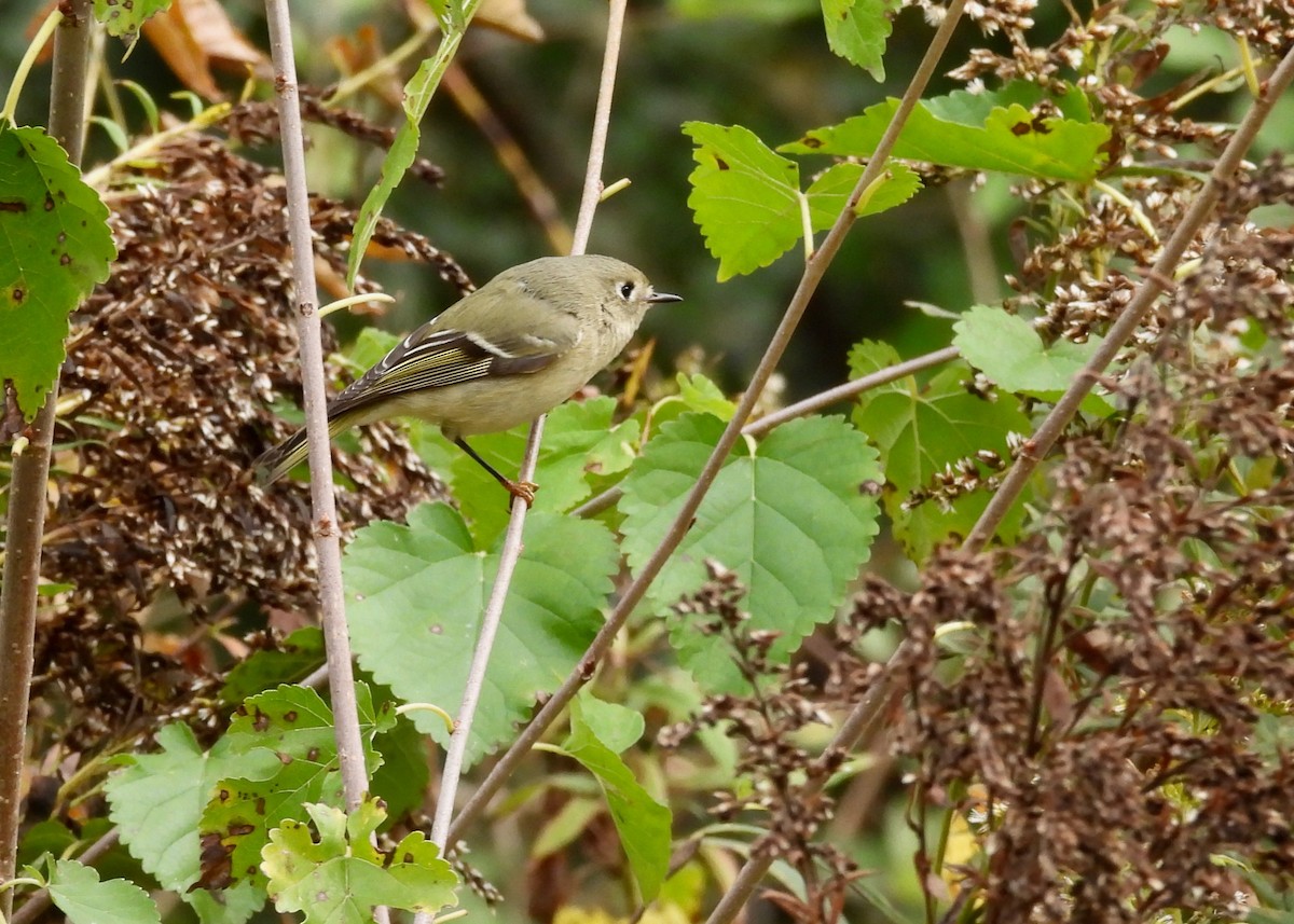 Ruby-crowned Kinglet - ML643787006