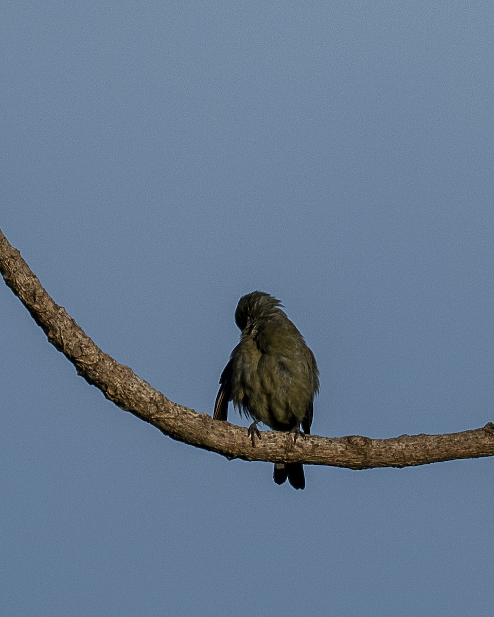 Palmentangare - ML643787007