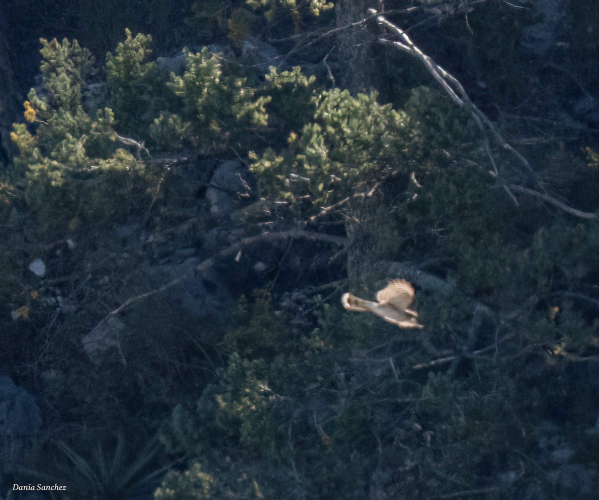 Sharp-shinned/Cooper's Hawk - ML643787021