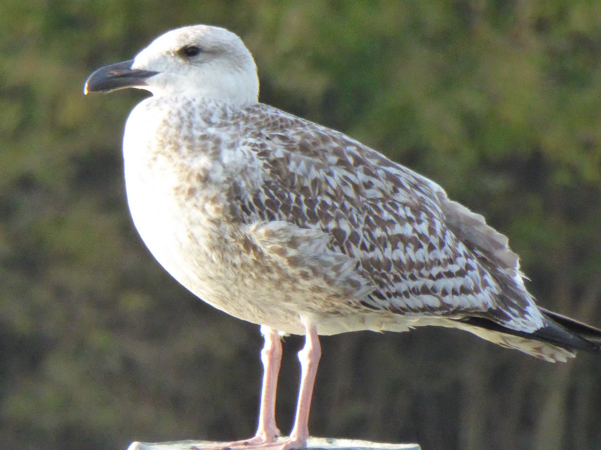 gull sp. - ML643787027
