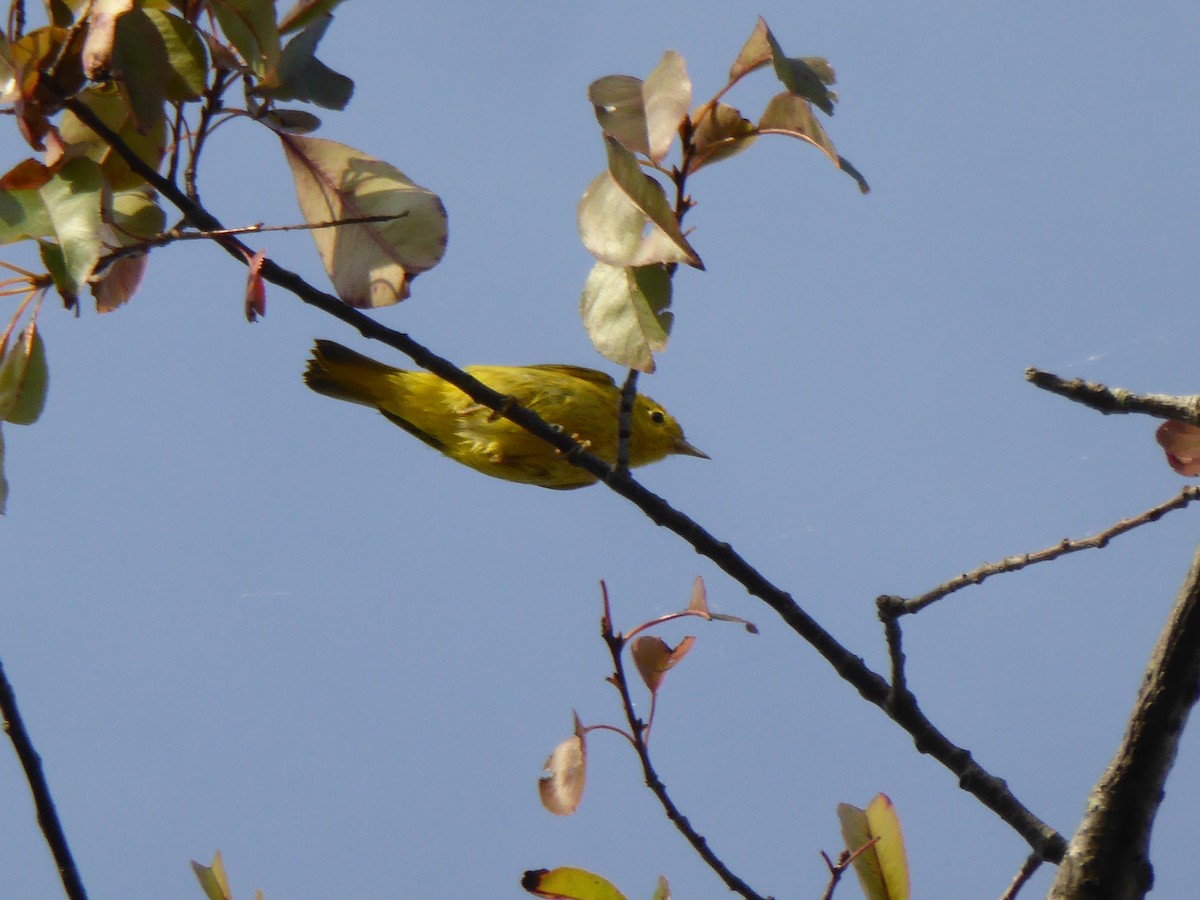 Paruline jaune - ML643787051