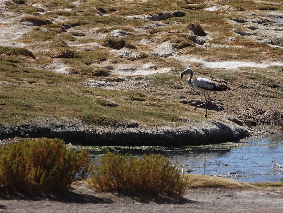James's Flamingo - ML643787056