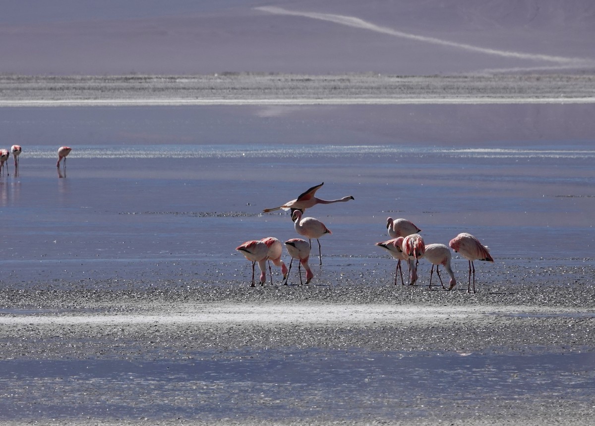 James's Flamingo - ML643787058