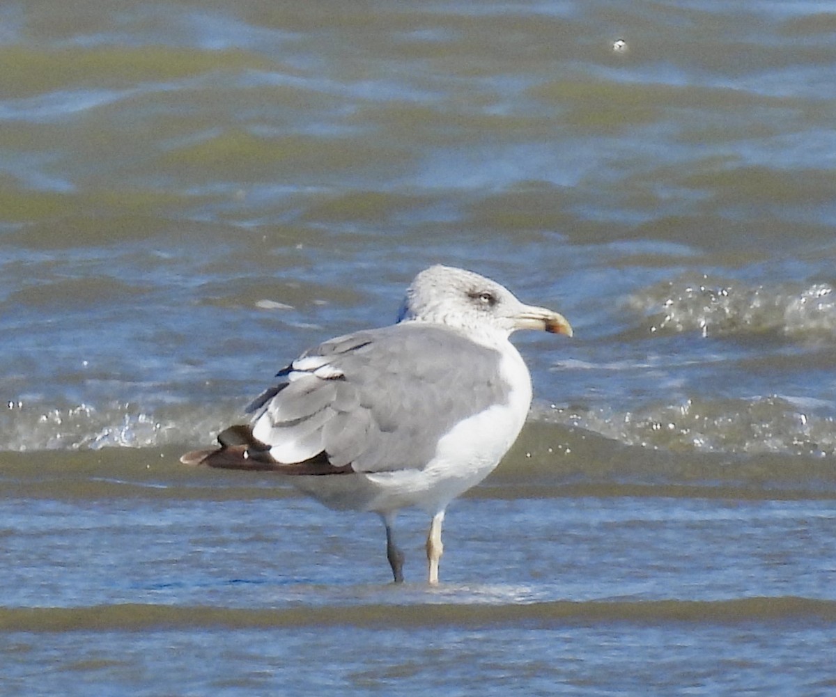 Lesser Black-backed Gull - ML643787060