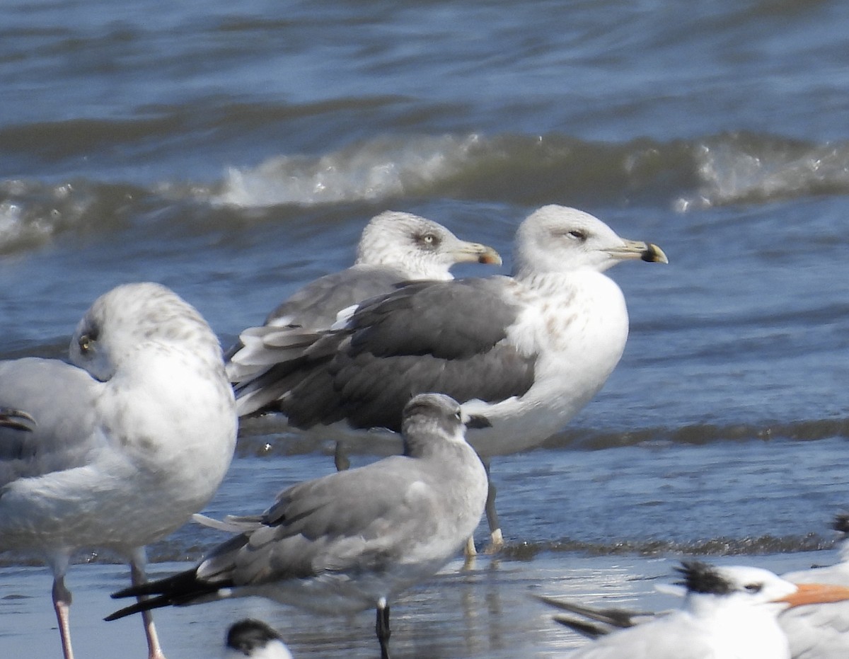 Lesser Black-backed Gull - ML643787061