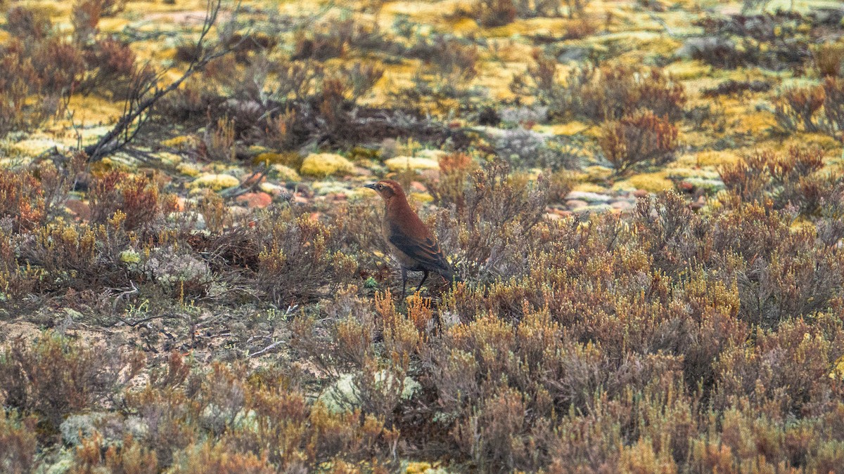 Roststärling - ML643787069