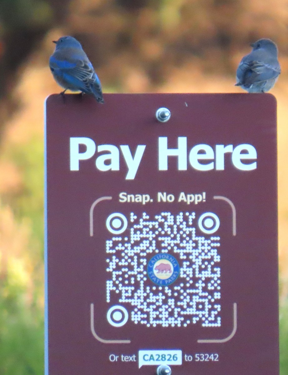Western Bluebird - ML643787132