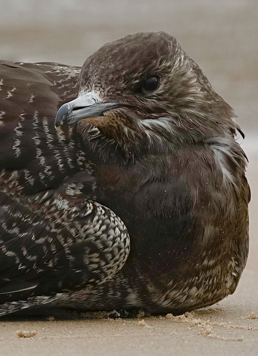 Parasitic Jaeger - ML643787136