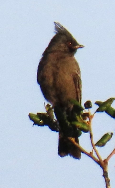 Phainopepla - ML643787144
