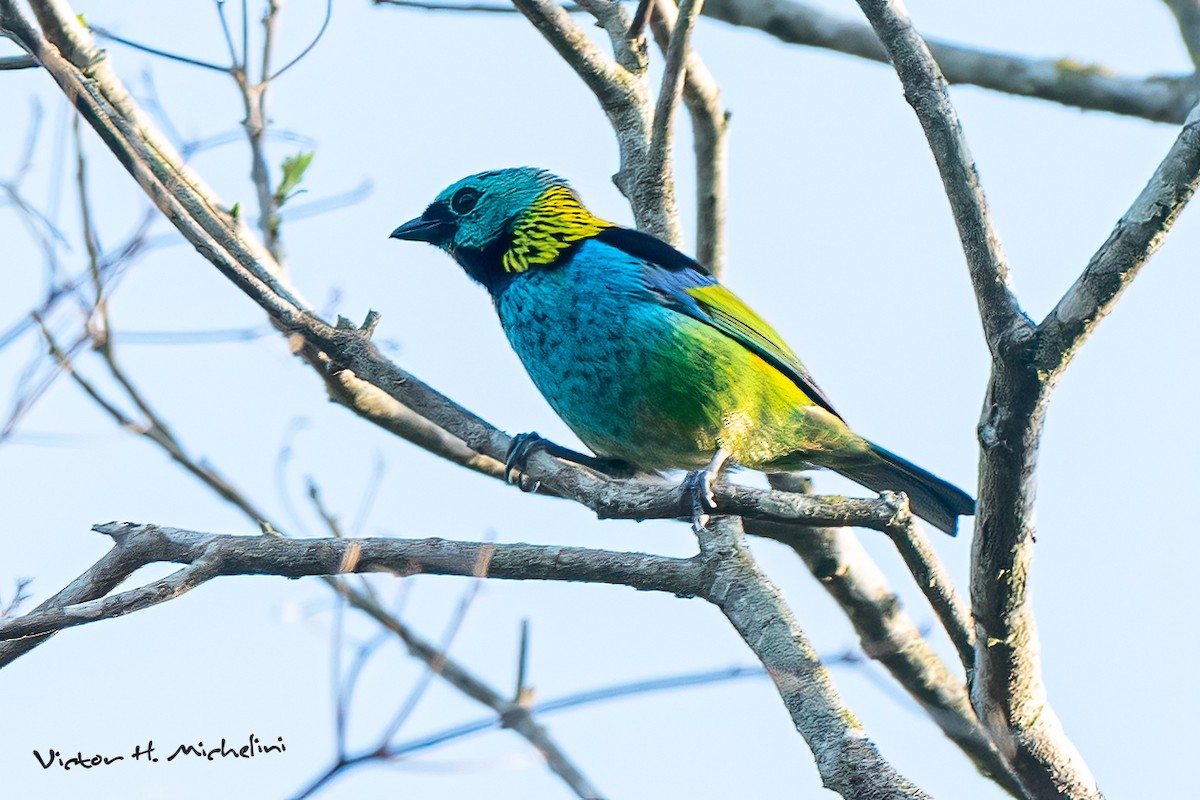 Green-headed Tanager - ML643787145