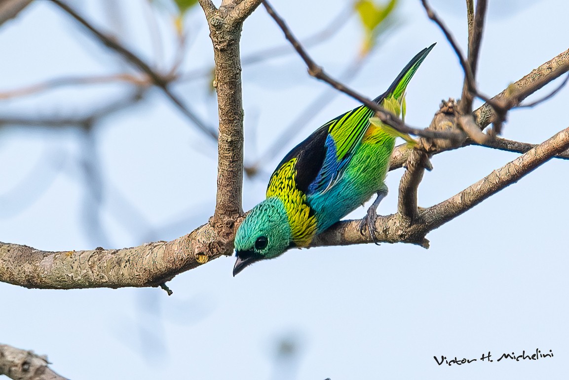 Green-headed Tanager - ML643787148