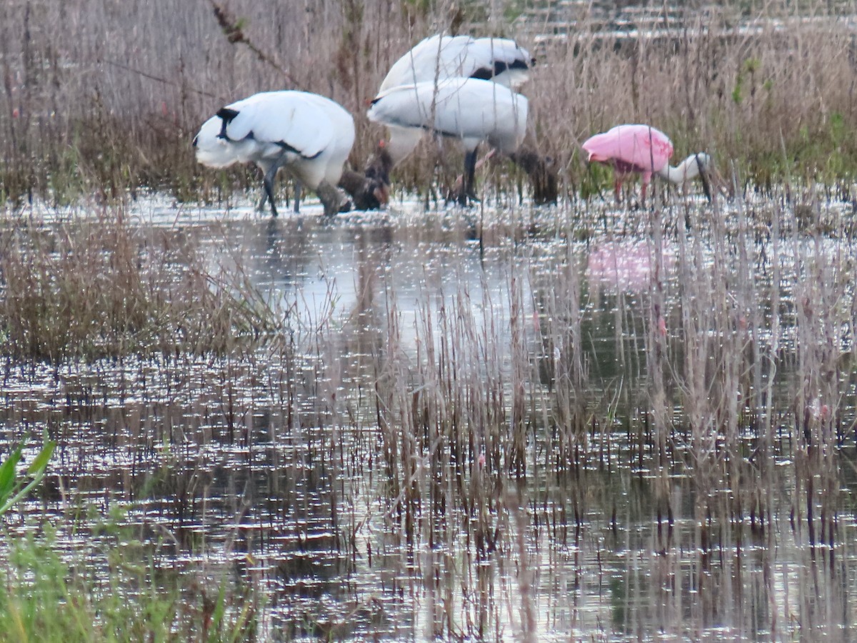 Wood Stork - ML643787154