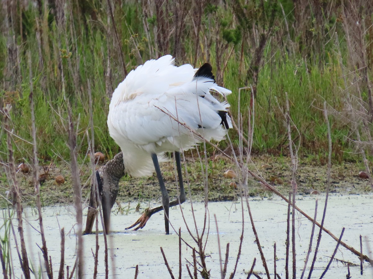 Wood Stork - ML643787155