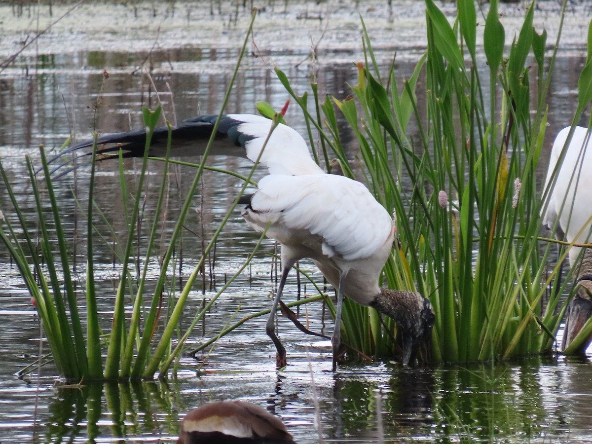 Wood Stork - ML643787156