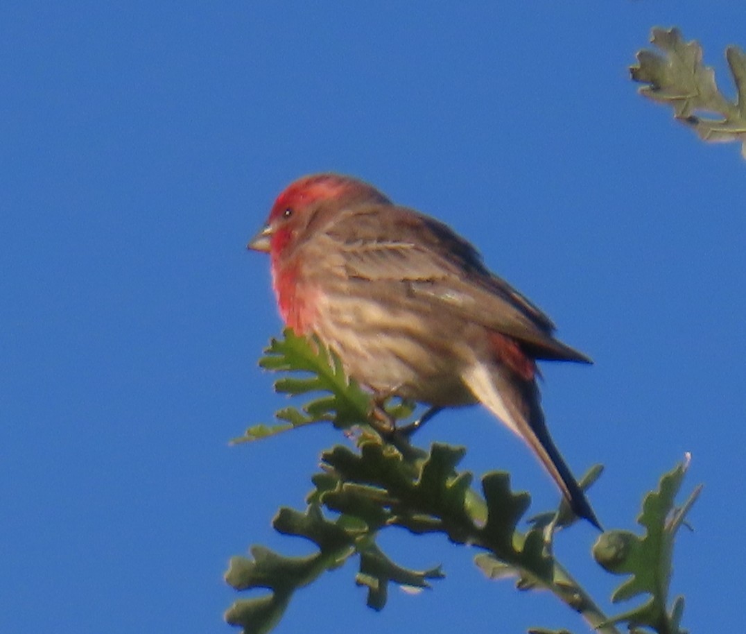 House Finch - ML643787160