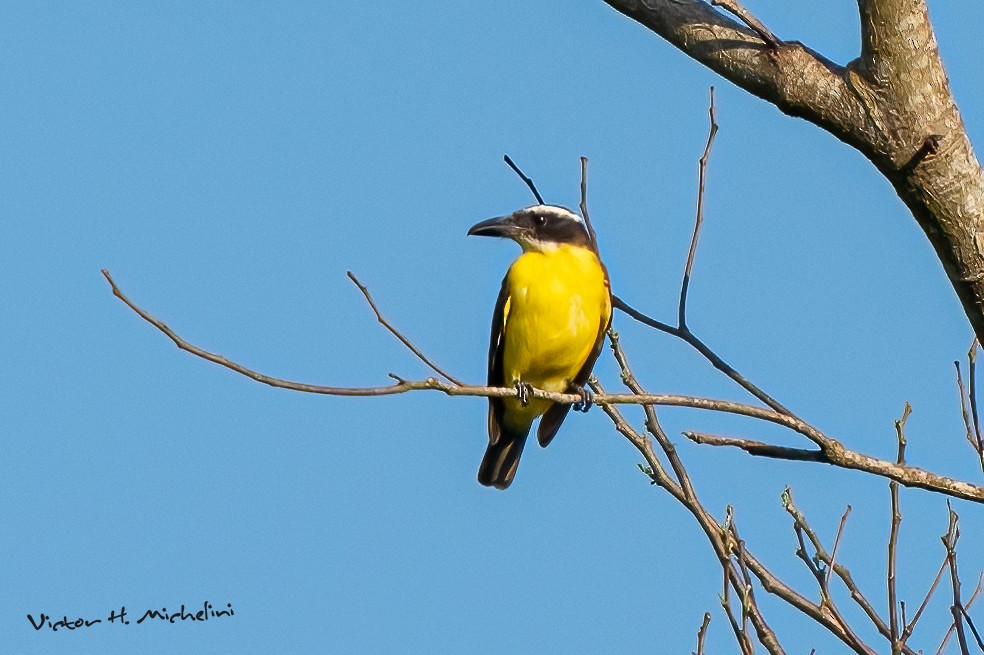 båtnebbtyrann - ML643787168