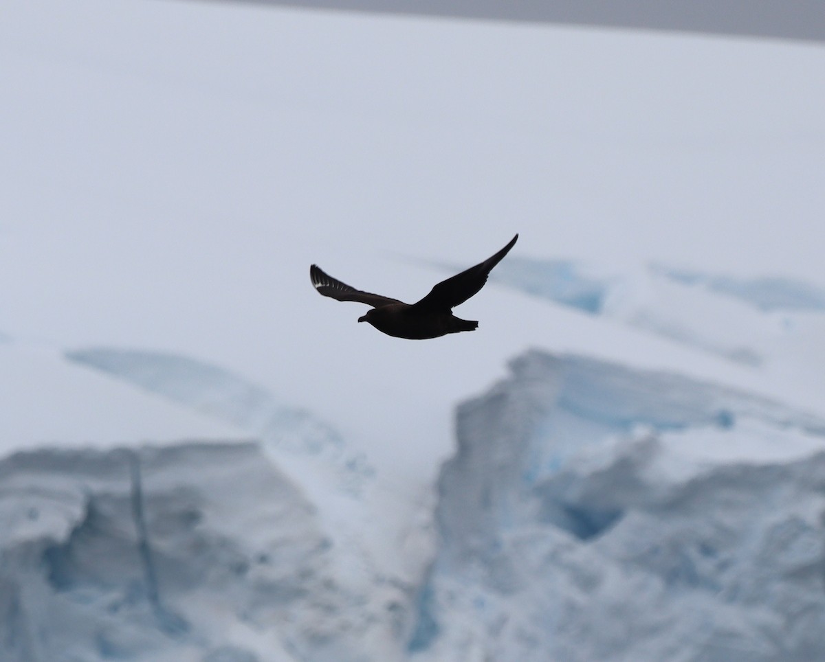 Brown Skua - ML643787179