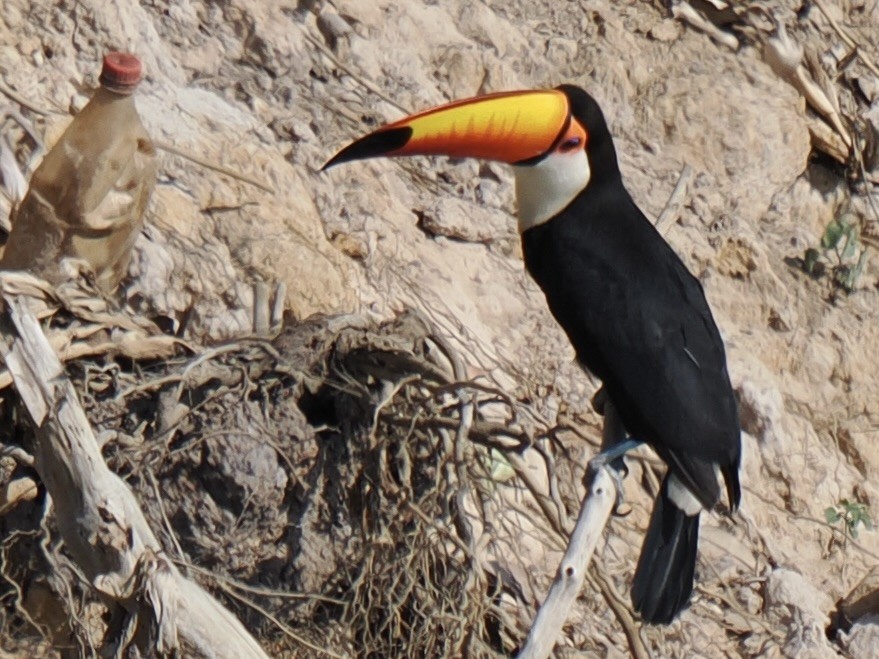 Toco Toucan - ML643787181