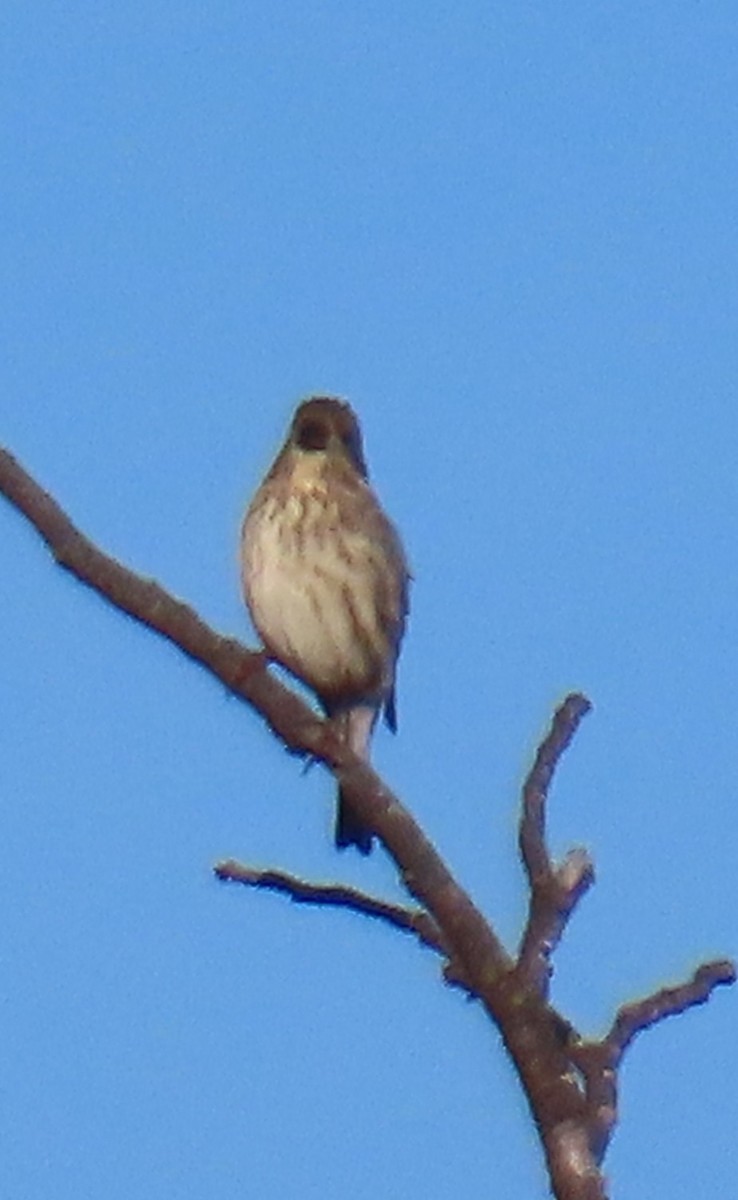 Purple Finch - ML643787190