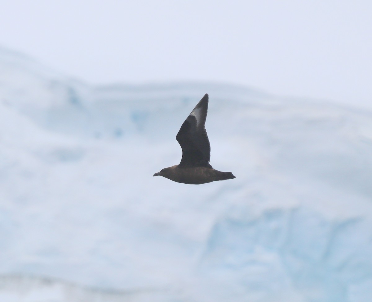 Brown Skua - ML643787191