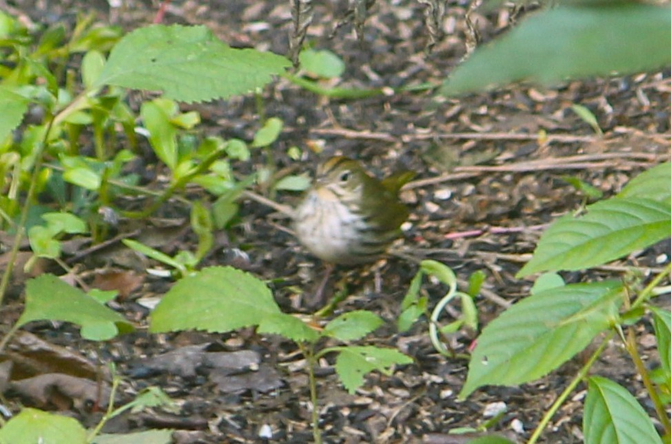 Ovenbird - ML643787199