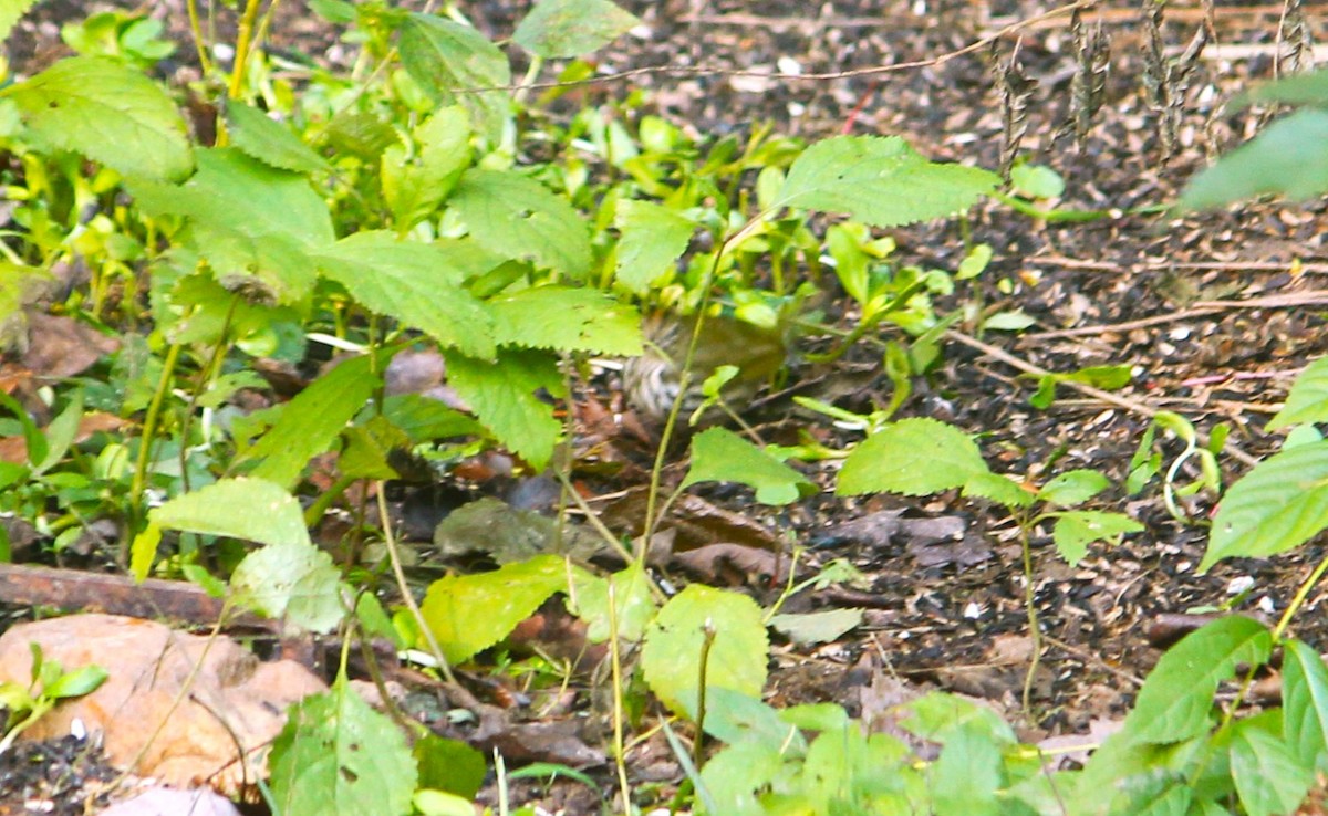 Ovenbird - ML643787200