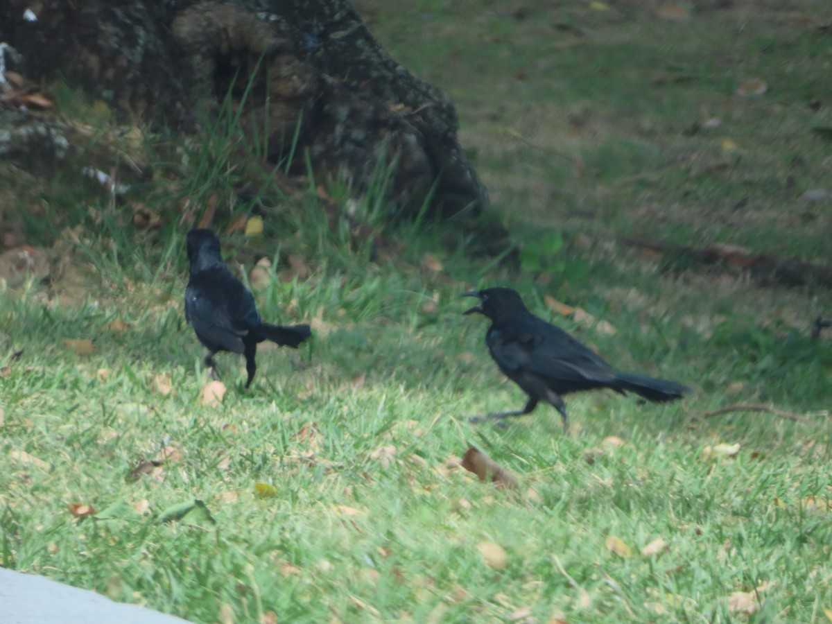 Greater Antillean Grackle - ML643787204