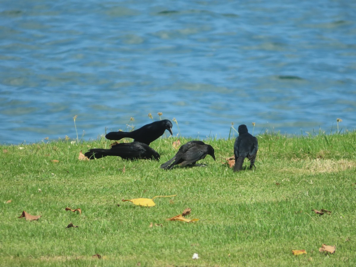 Greater Antillean Grackle - ML643787205